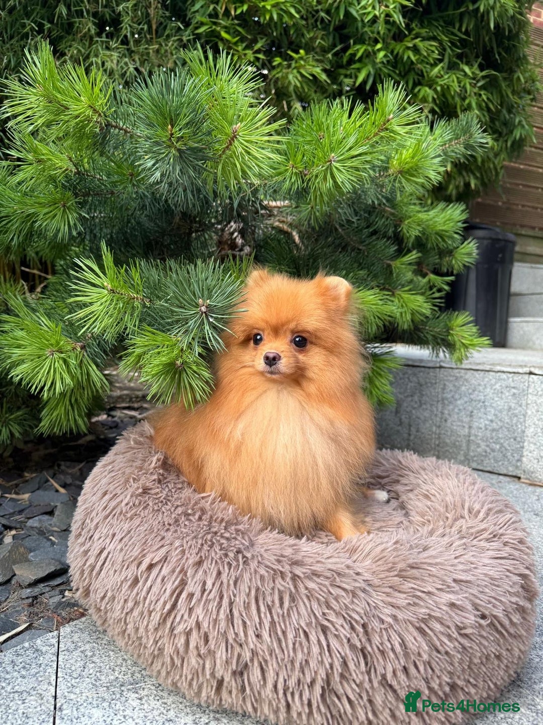 Pomeranian dogs for sale: White and Orange Pomeranian Boys in London - Image 32