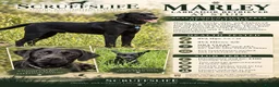 Labrador Retriever dogs for stud: Marley – Fully Health Tested Labrador at Stud - Advert 4