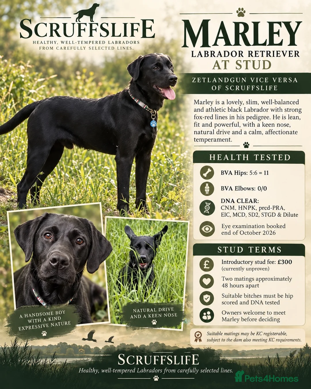 Labrador Retriever dogs for stud: Marley – Fully Health Tested Labrador at Stud - Advert 4