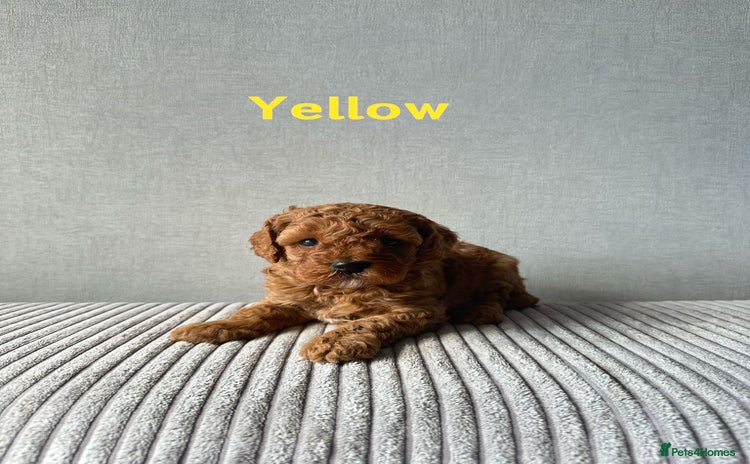 Cavapoo dogs - Advert 1