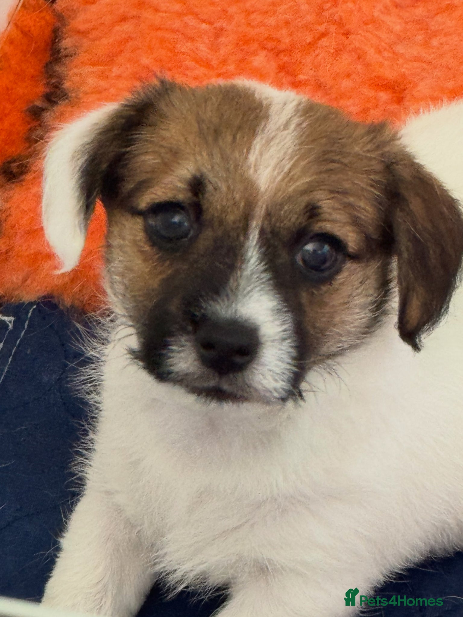 Jack Russell dogs Adorable Health Tested Jack Russell puppies  - Advert 1