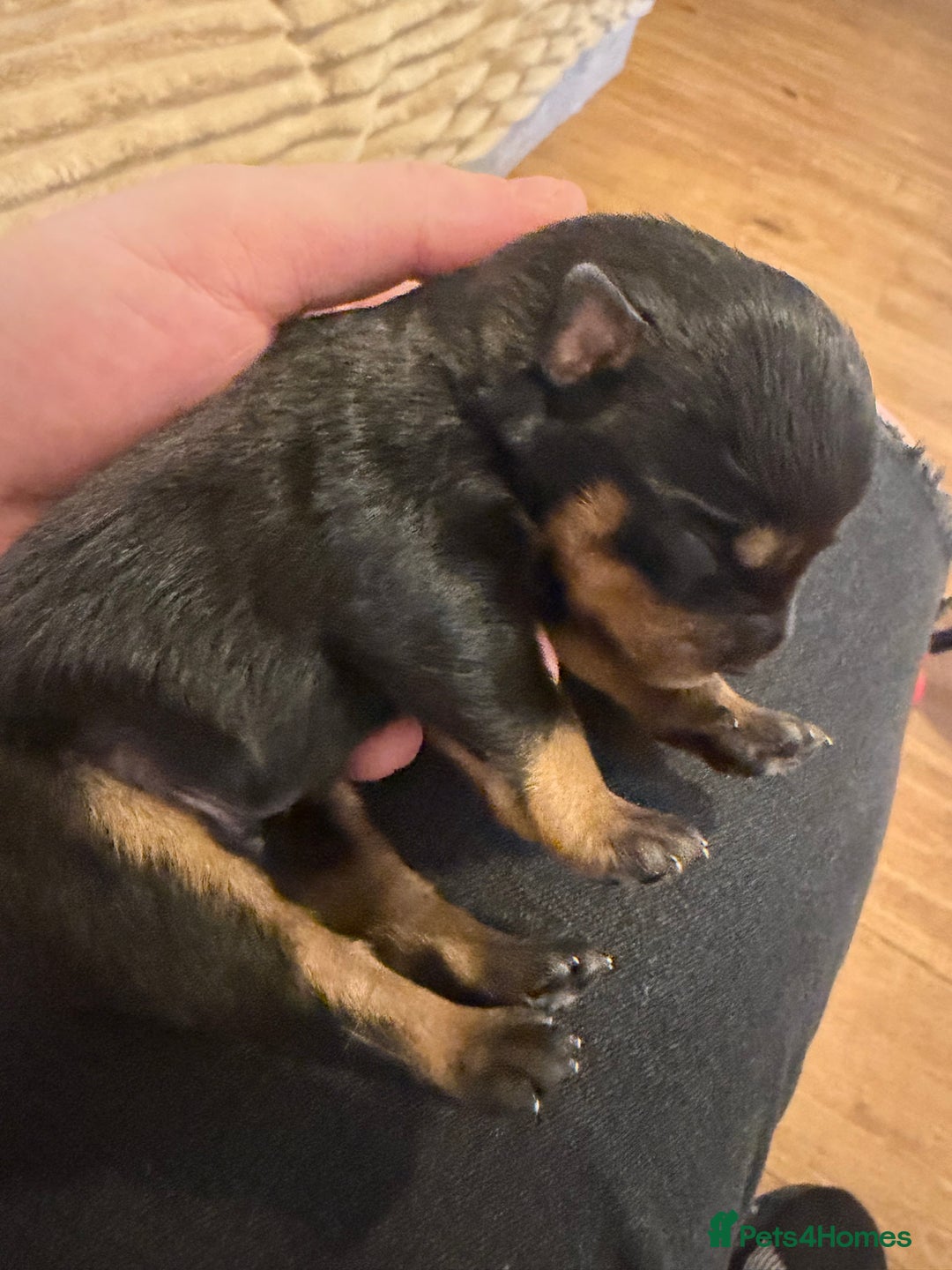 Rottweiler dogs for sale: Chunky Rottweiler puppies! - Advert 15