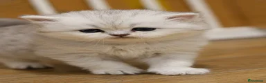 British Shorthair Kitten 5