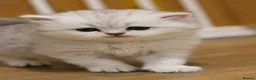 British Shorthair cats for sale: TICA/GCCF Adorable BSH/LH kittens  - Advert 2