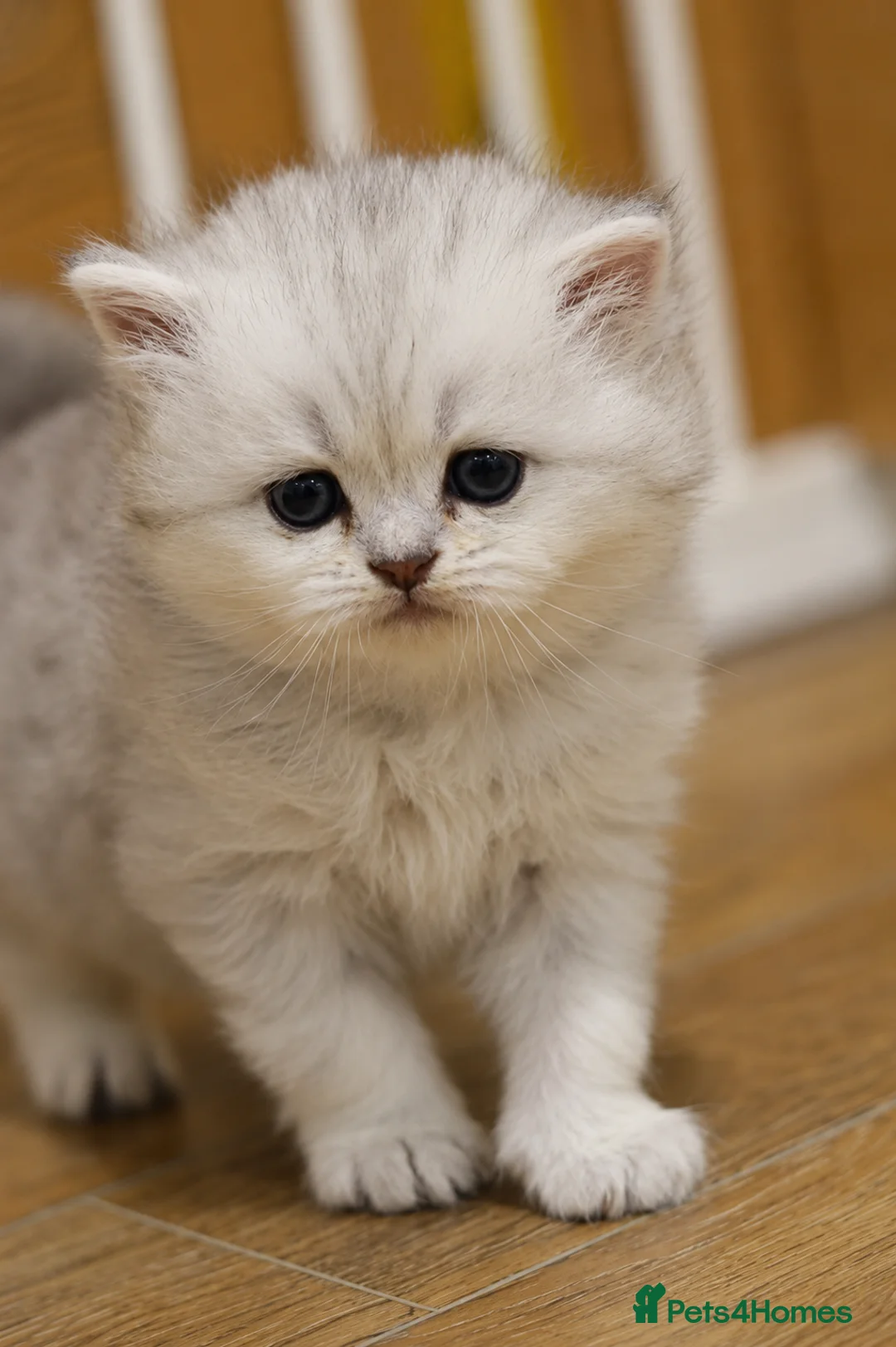 British Shorthair cats for sale: TICA/GCCF Adorable BSH/LH kittens  - Advert 2