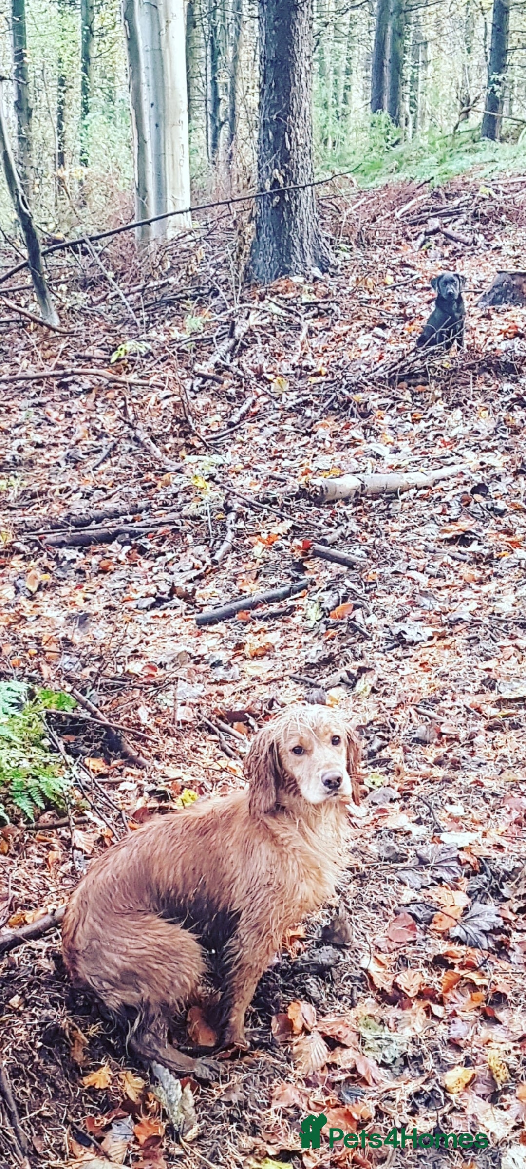 Cocker Spaniel dogs for sale: Health tested working cocker spaniels  - Image 32