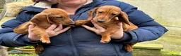 Dachshund dogs for sale: Miniature Dachshund - Advert 2
