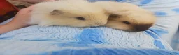 Guinea Pig rodents for sale: Butter and Bean in Trowbridge - Advert 4