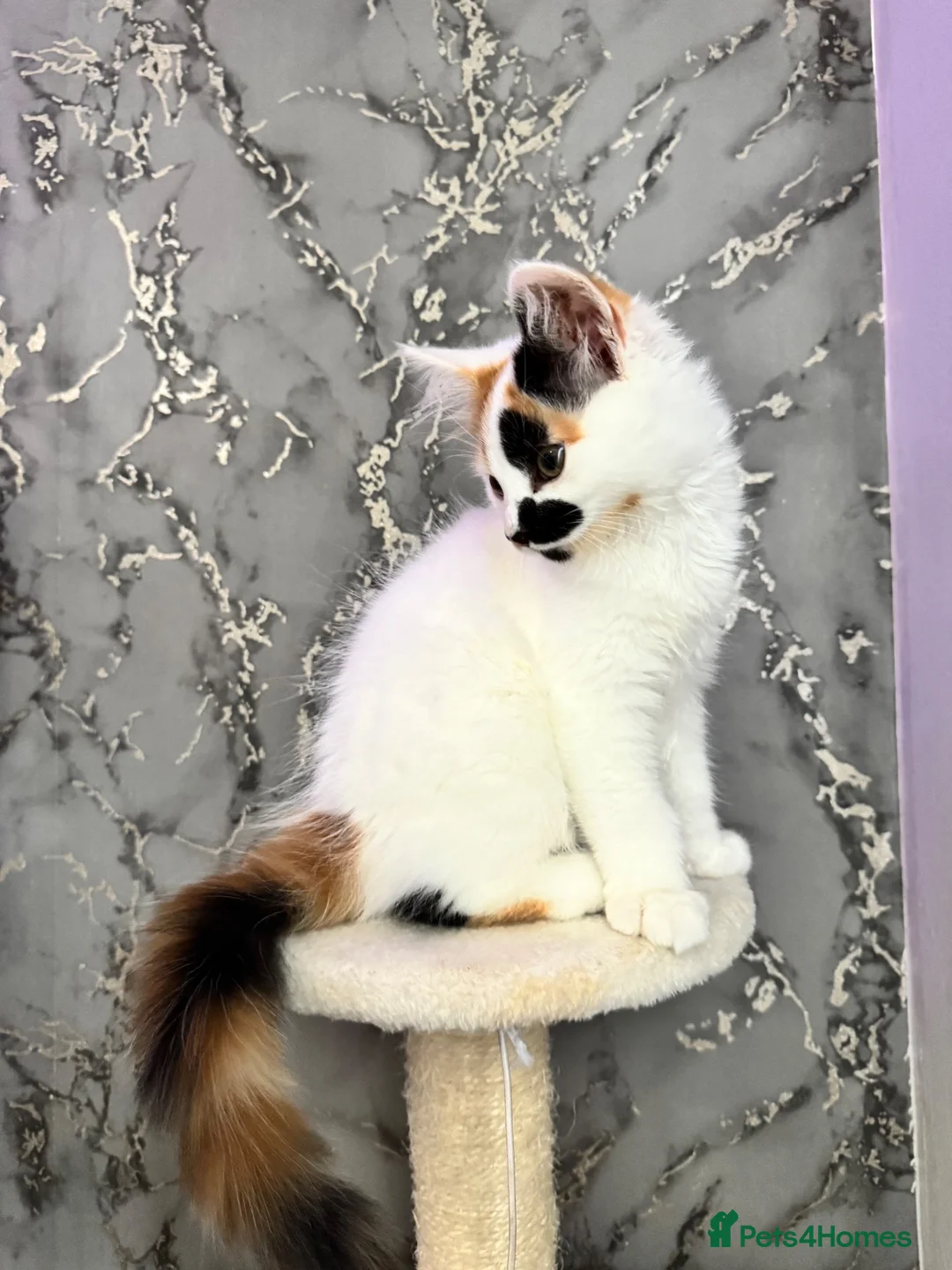 Mixed Breed cats for sale: Lovely female calico  in Bootle - Advert 2