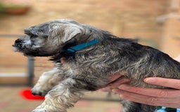 Miniature Schnauzer dogs for sale: Stunning Miniature Schnauzer Puppies - Image 5