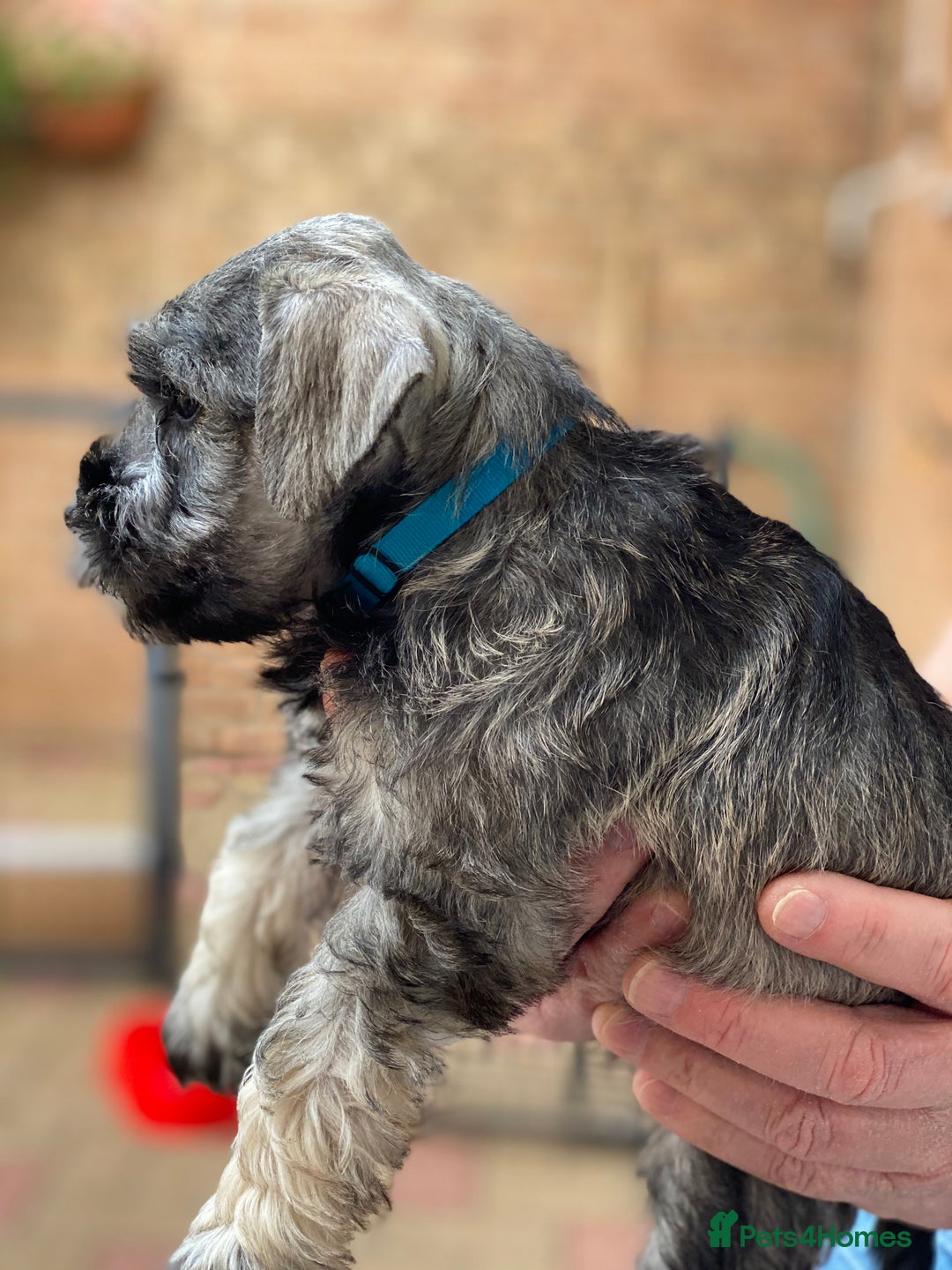 Miniature Schnauzer dogs for sale: Stunning Miniature Schnauzer Puppies - Image 5