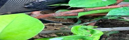 Gecko reptiles for sale: Mourning Gecko Colony + 3 tanks approx 20 geckos - Advert 9