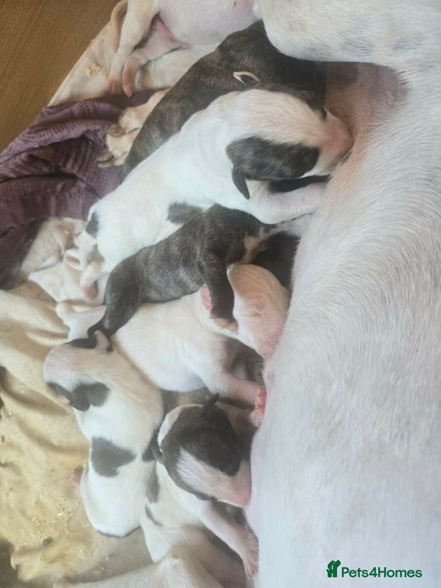 Lurcher dogs BEAUTIFUL LURCHER PUPS AVAILABLE  - Advert 15