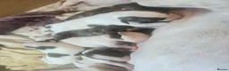 Lurcher dogs for sale: BEAUTIFUL LURCHER PUPS AVAILABLE  - Advert 1