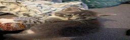 British Shorthair cats for sale: Gorgeous grey and white tabby kitten girl - Advert 2