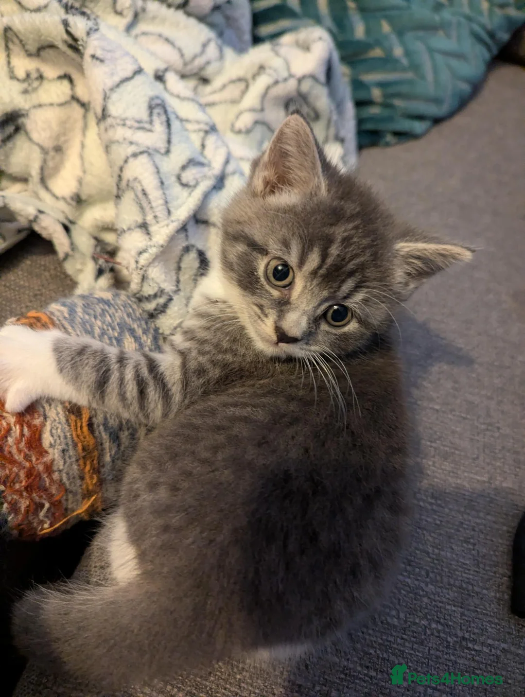 British Shorthair cats for sale: Gorgeous grey and white tabby kitten girl - Advert 2