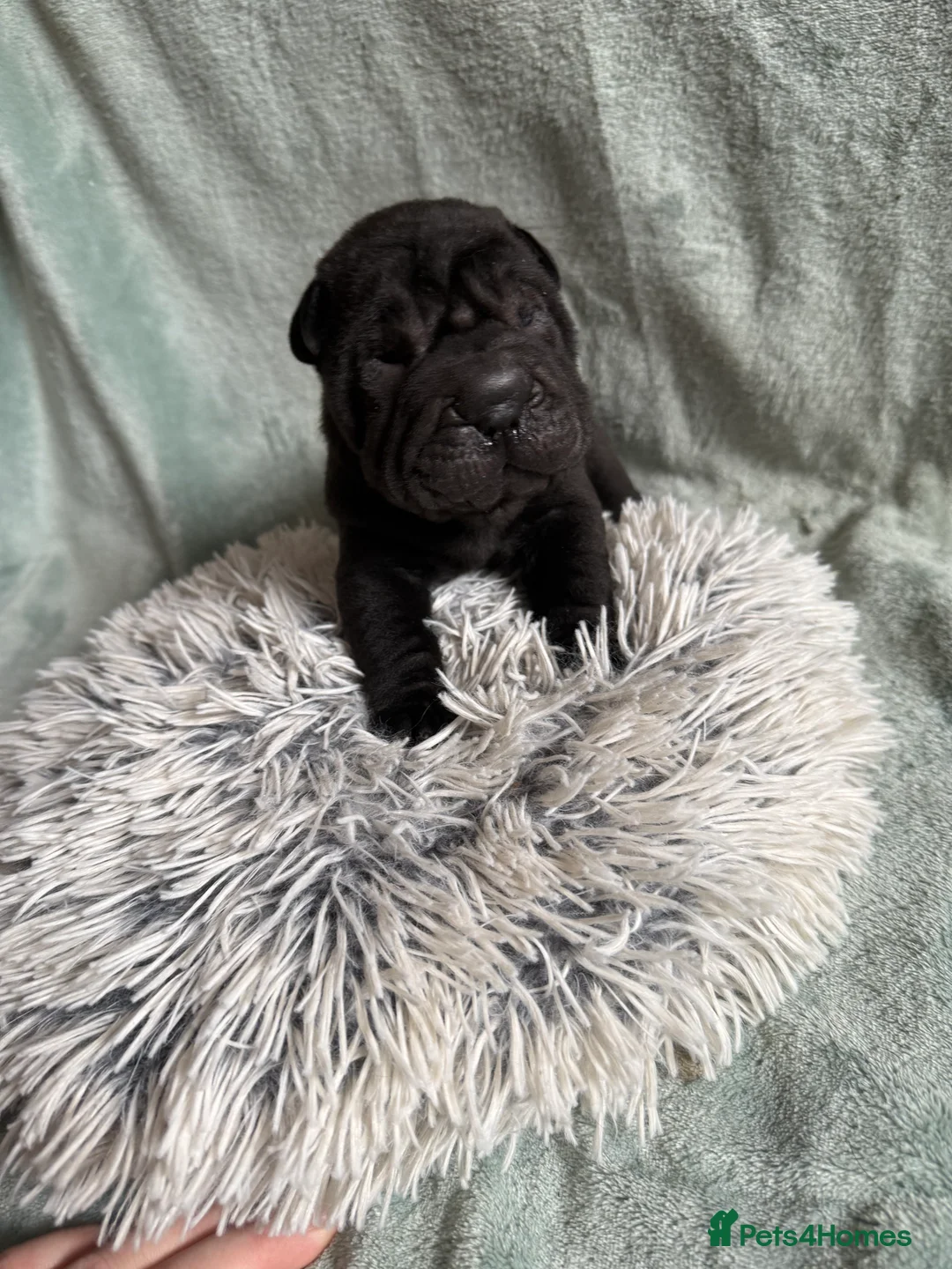 Shar Pei dogs for sale: Beautiful pure shar pei puppies - Advert 7