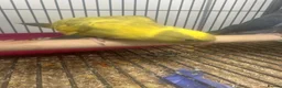 Ringnecks birds for sale: Hand Reared Baby Indian Ringnecks  - Advert 5