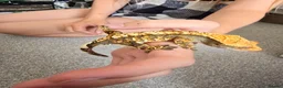 Gecko reptiles for sale: Male juvenile crested gecko  - Advert 2