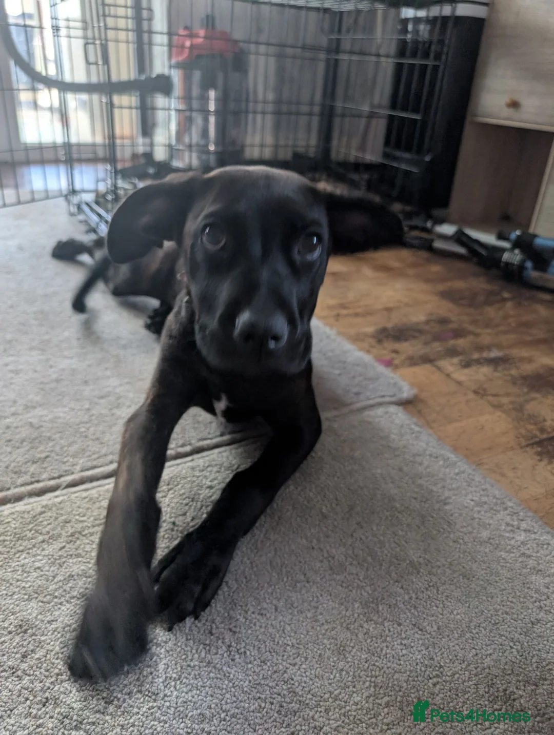 Mixed Breed dogs for sale: Cane corso cross female  - Advert 3