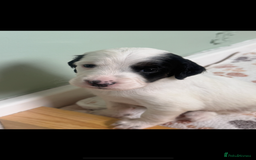 English Setter dogs for sale: English setter pups - Image 5