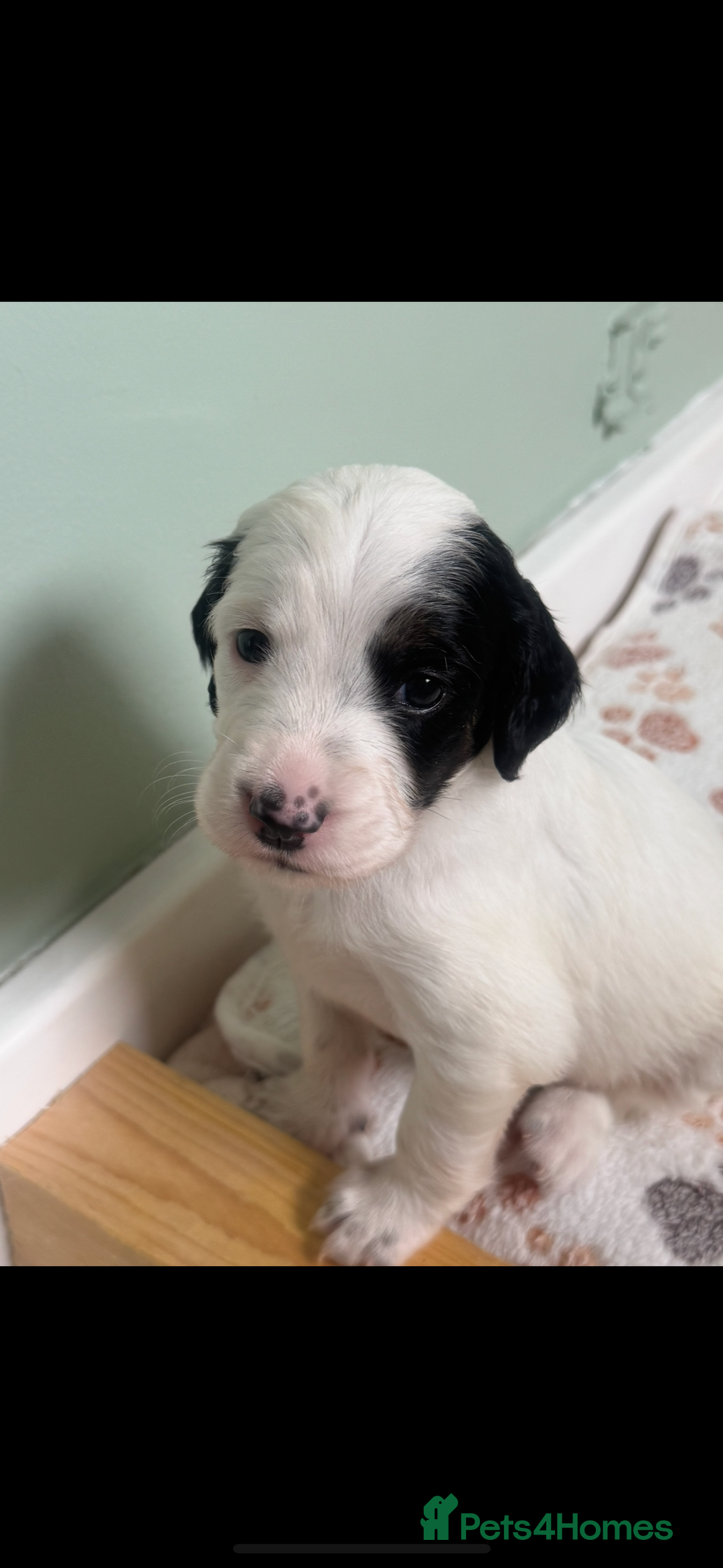 English Setter dogs for sale: English setter pups - Image 5