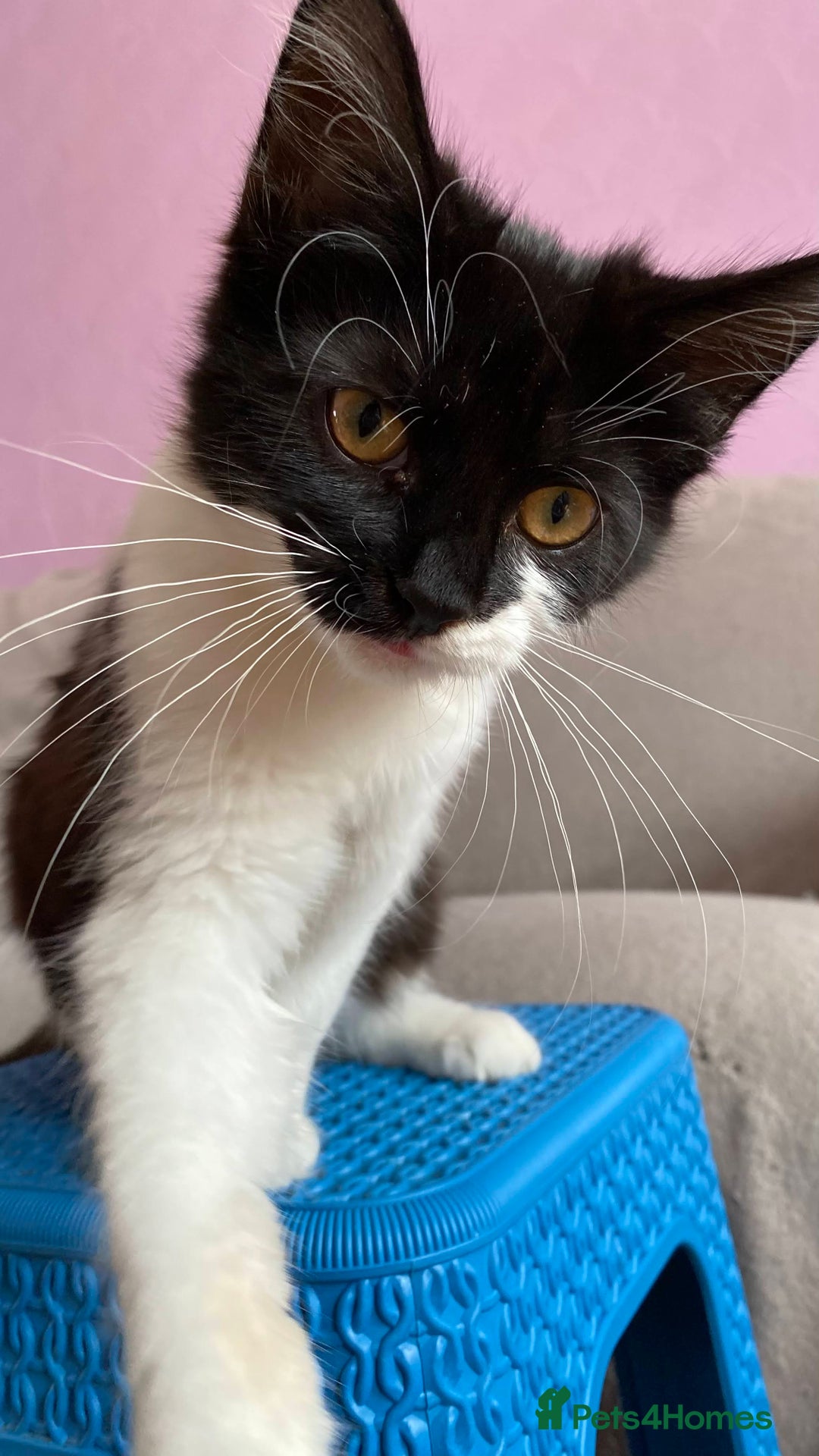 British Longhair cats for sale: Cute female kitten in swindon ready for new home - Image 3
