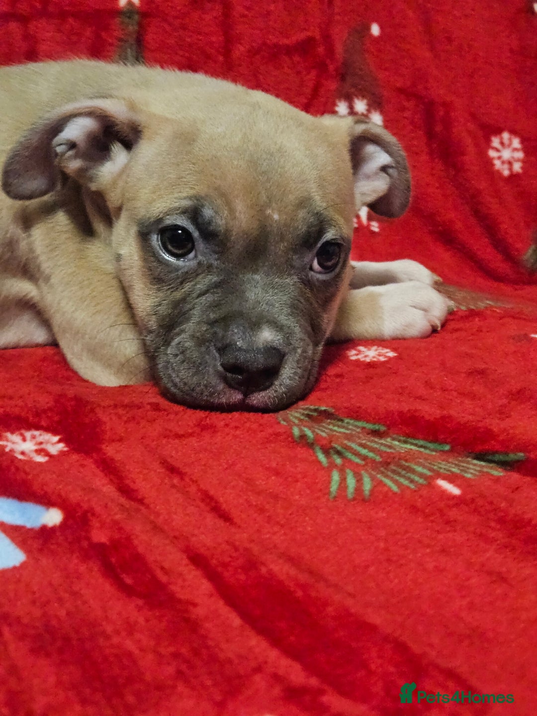 American Bully dogs for sale:  litter of AmericanBully(ABKC)  Standart/Pocket - Advert 5