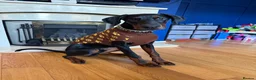 Dobermann dogs for sale: Doberman boy - Advert 4