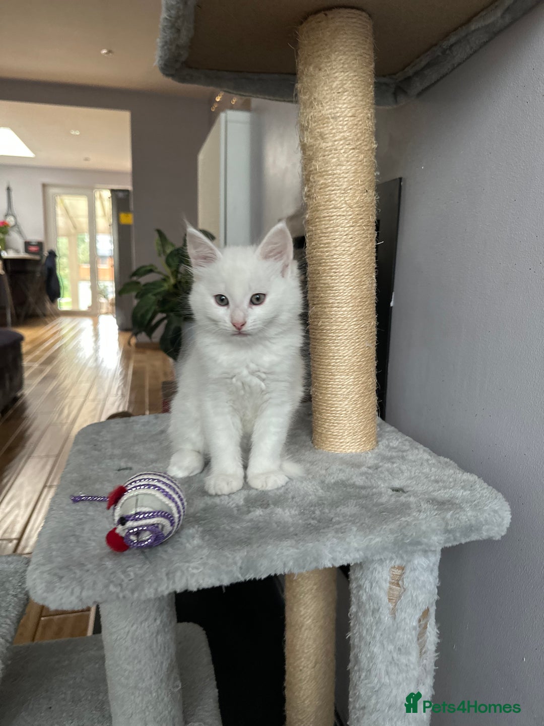 Turkish Angora cats for sale: Beautiful Turkish Angora Kittens - Image 8