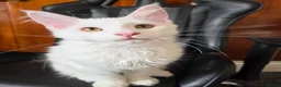 Maine Coon cats for sale: Maine coon Blue eyes + Long Hair - Advert 6