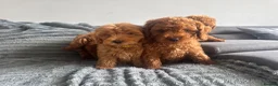 Cockapoo dogs for sale: F2 Cockapoo Puppies READY TO LEAVE 2 girls remain - Advert 22