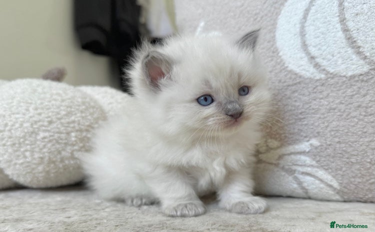 Ragdoll cats - Advert 3