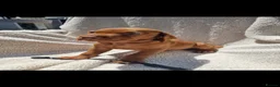 Hungarian Vizsla dogs for sale: Part Trained Daisy’s 2nd litter Hungarian vizsla - Advert 11