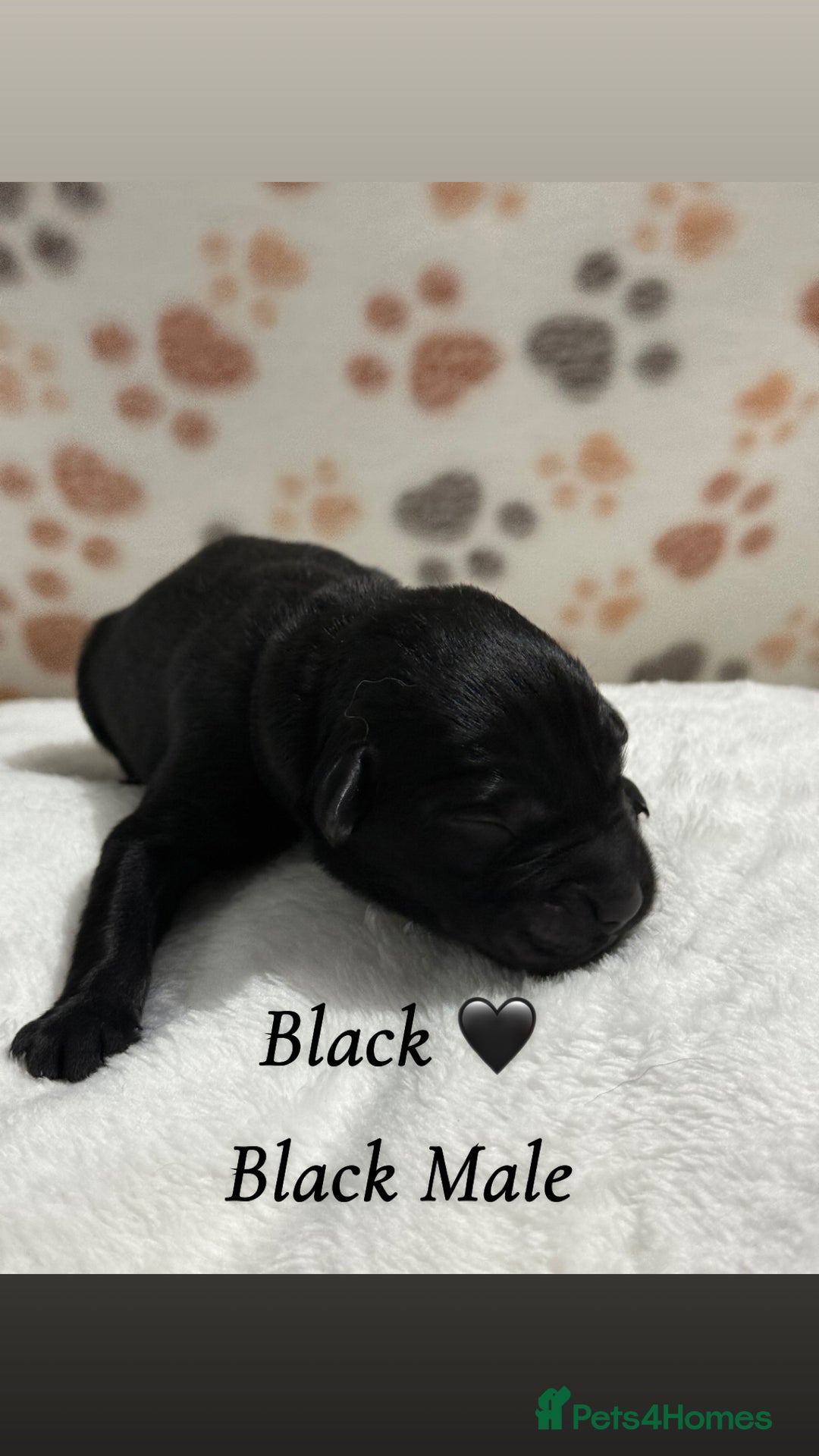 Labrador Retriever dogs for sale: Labrador puppies  - Image 9