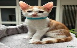 Mixed Breed cats for sale: 6 cute kittens 😸 ♥️ - Image 4