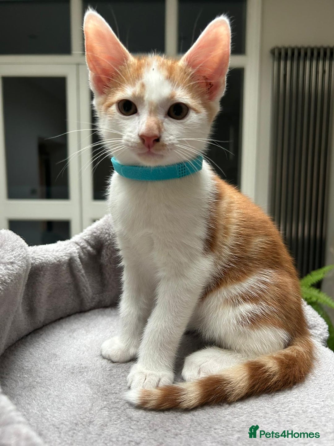 Mixed Breed cats for sale: 6 cute kittens 😸 ♥️ - Image 4