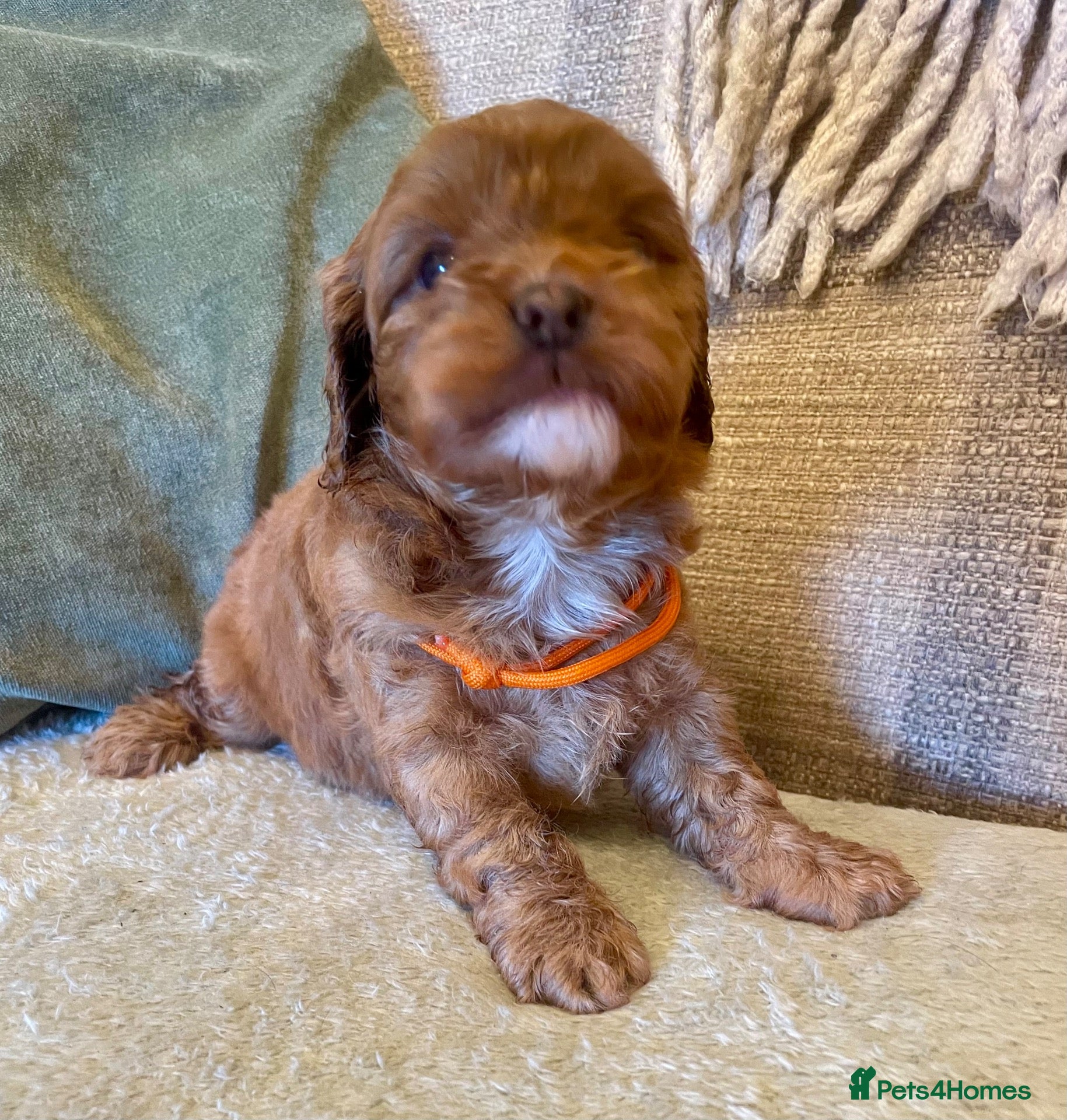 Cavapoo dogs 🐾 Outstanding deep red TOY F1 Cavapoos 🐾 - Advert 2