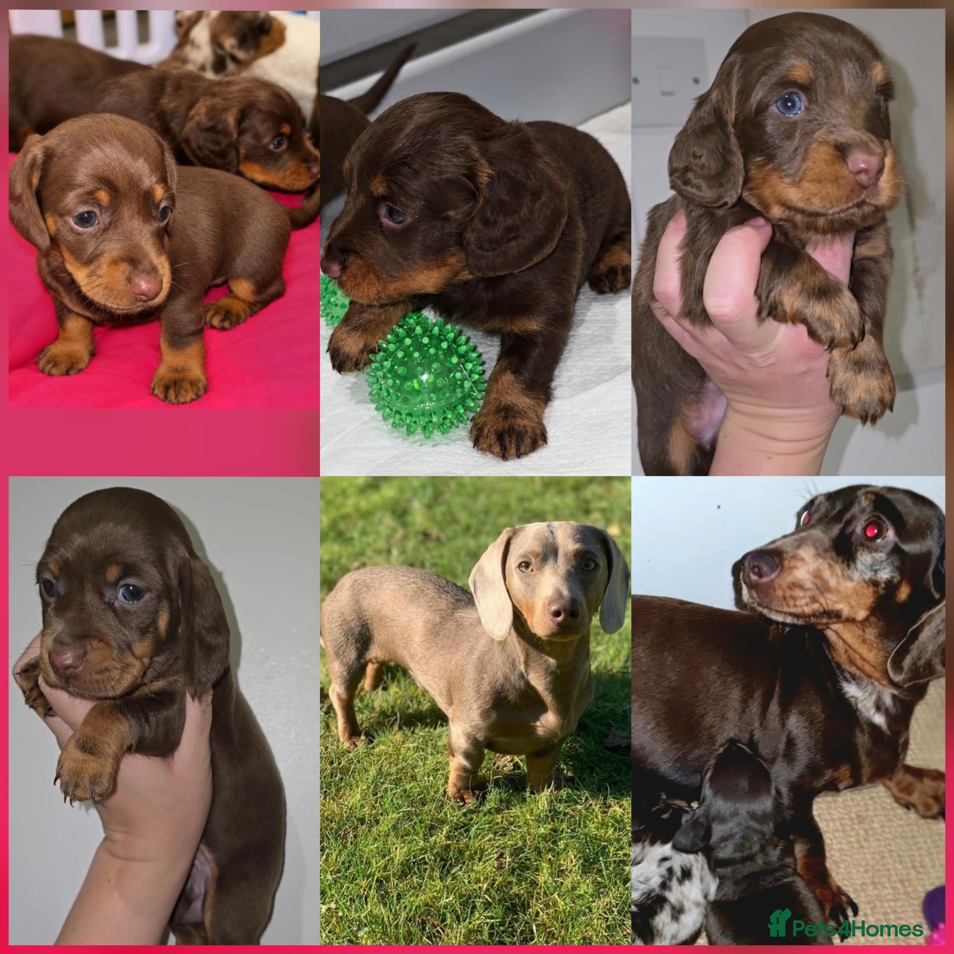 Miniature Dachshund dogs Chocolate/Tan Mini Dachshunds Long & Short Haired - Advert 3