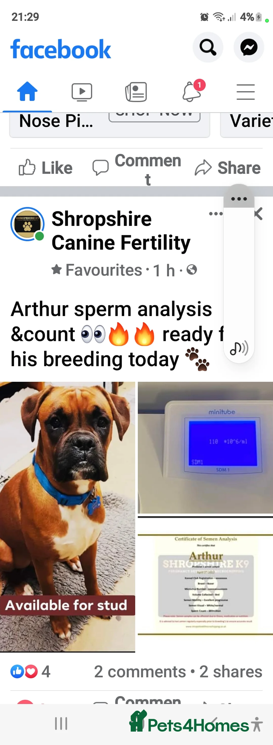 Boxer dogs for stud: For stud kc proven bobtail stunning boy in Telford - Advert 3