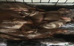 Dachshund dogs for sale: Miniature chocolate dachshund  - Image 8