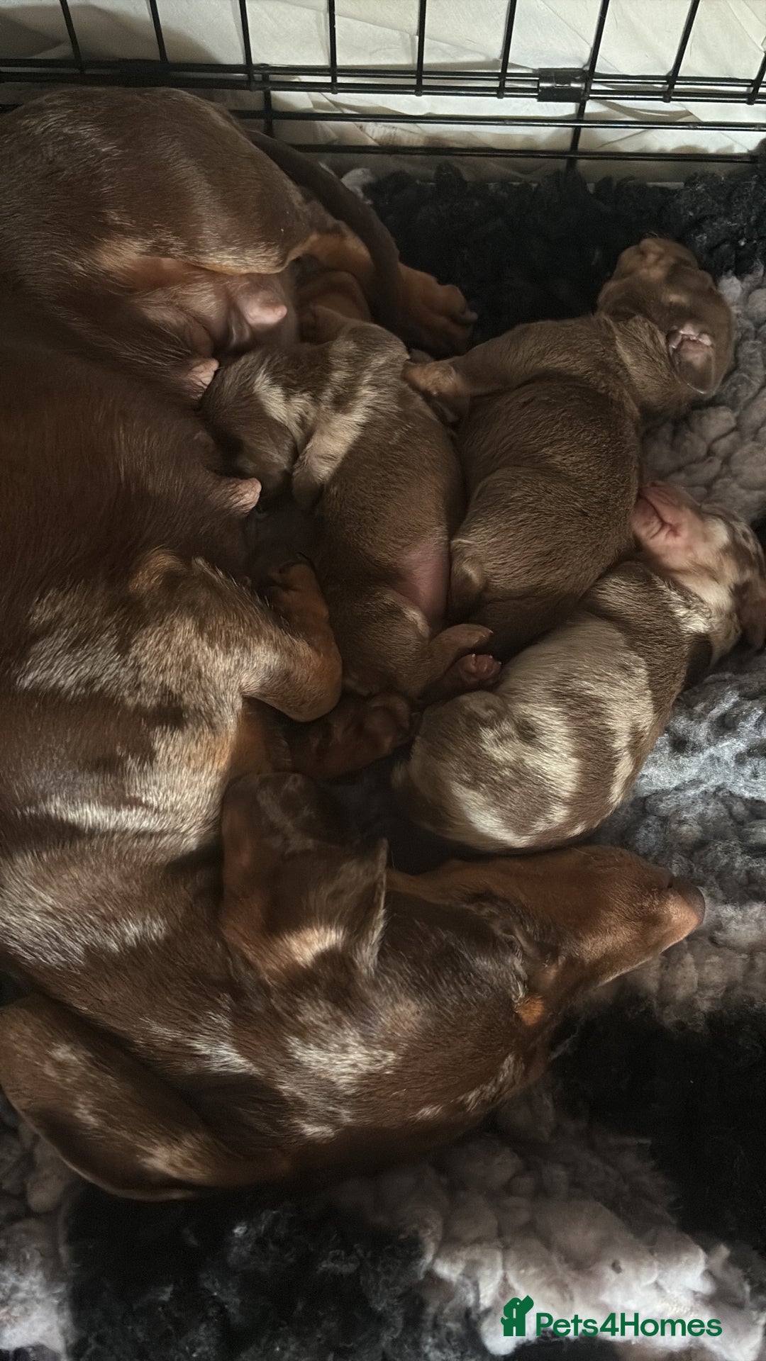 Dachshund dogs for sale: Miniature chocolate dachshund  - Image 8