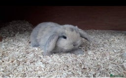 Mini Lop rabbits for sale: MINI LOP BUNNIES - PEDIGREE  - Image 9