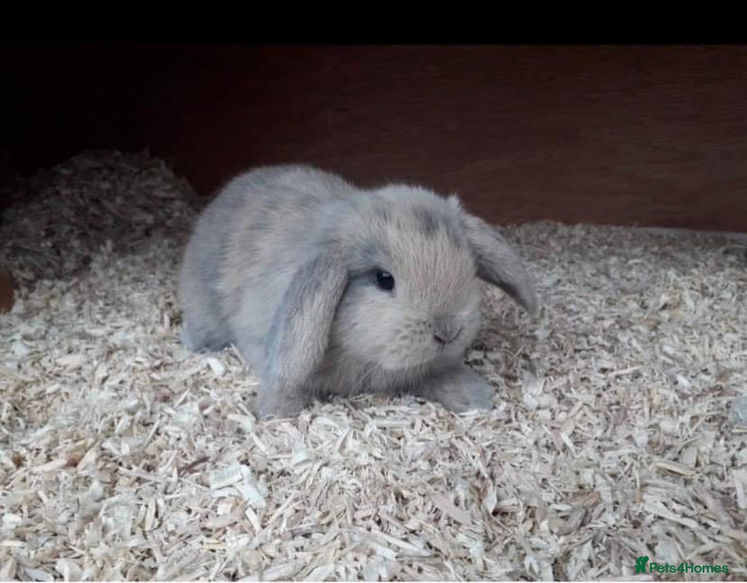 Mini Lop rabbits for sale: MINI LOP BUNNIES - PEDIGREE  - Image 9