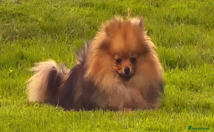 Pomeranian dogs - Advert 10