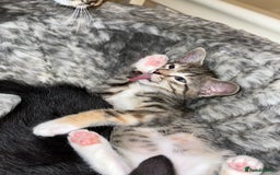 Mixed Breed cats for sale: Adorable kittens ready for loving homes! - Image 5