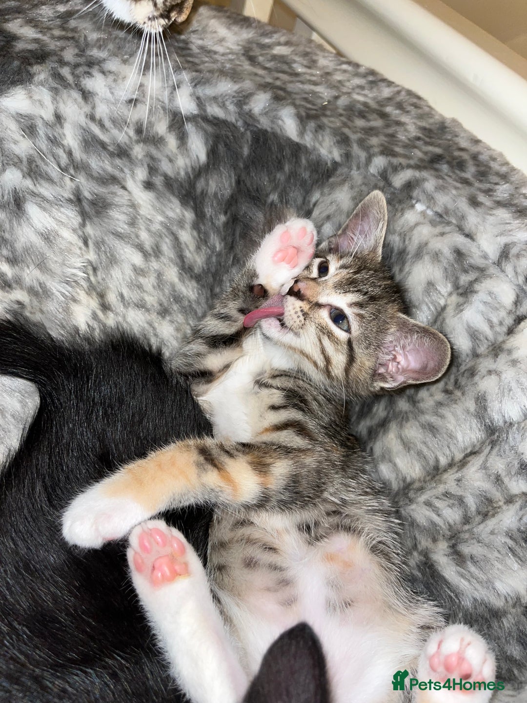 Mixed Breed cats for sale: Adorable kittens ready for loving homes! - Image 5