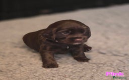 Cocker Spaniel dogs for sale: Cocker spaniel puppies - Image 39