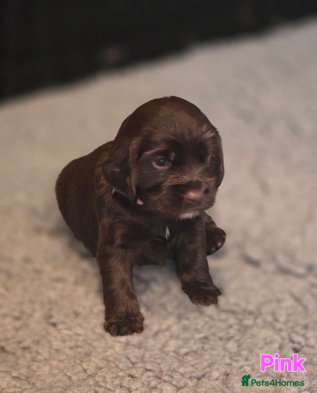 Cocker Spaniel dogs for sale: Cocker spaniel puppies - Image 39