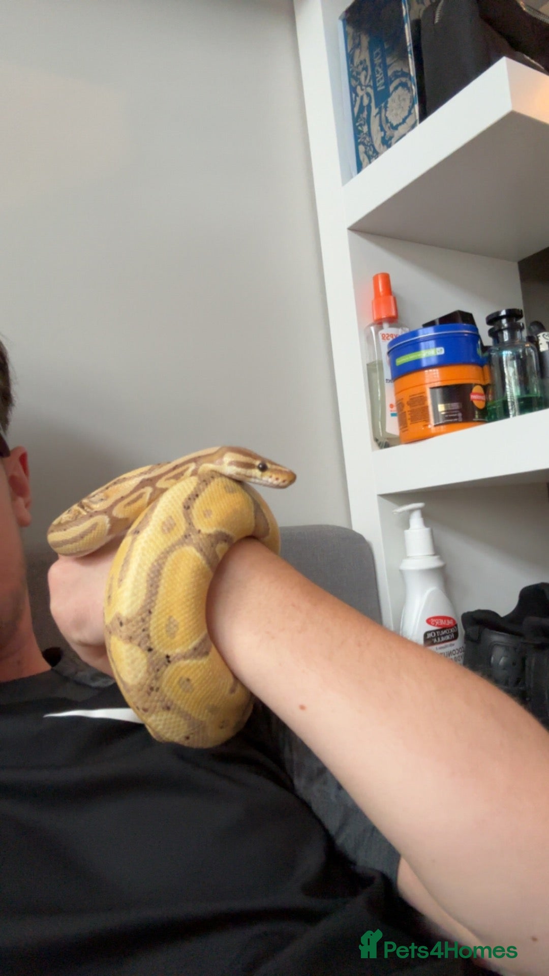 Python Snake reptiles Banana Ball Python  - Advert 1